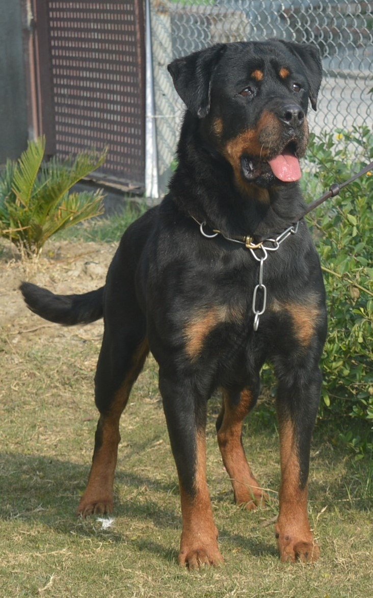 Chugh Kennel