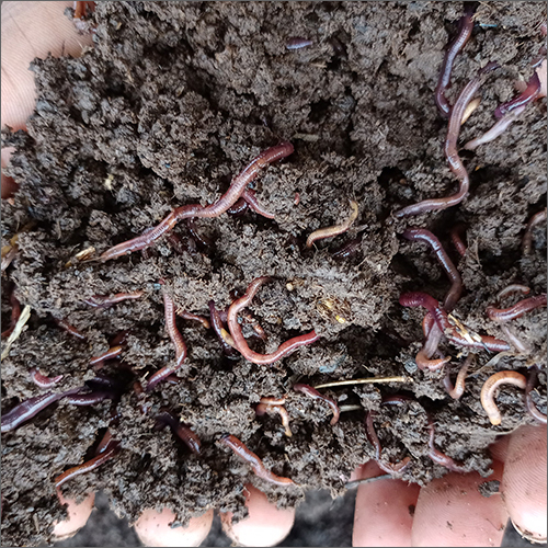 लाइव केंचुआ अनुप्रयोग: कृषि