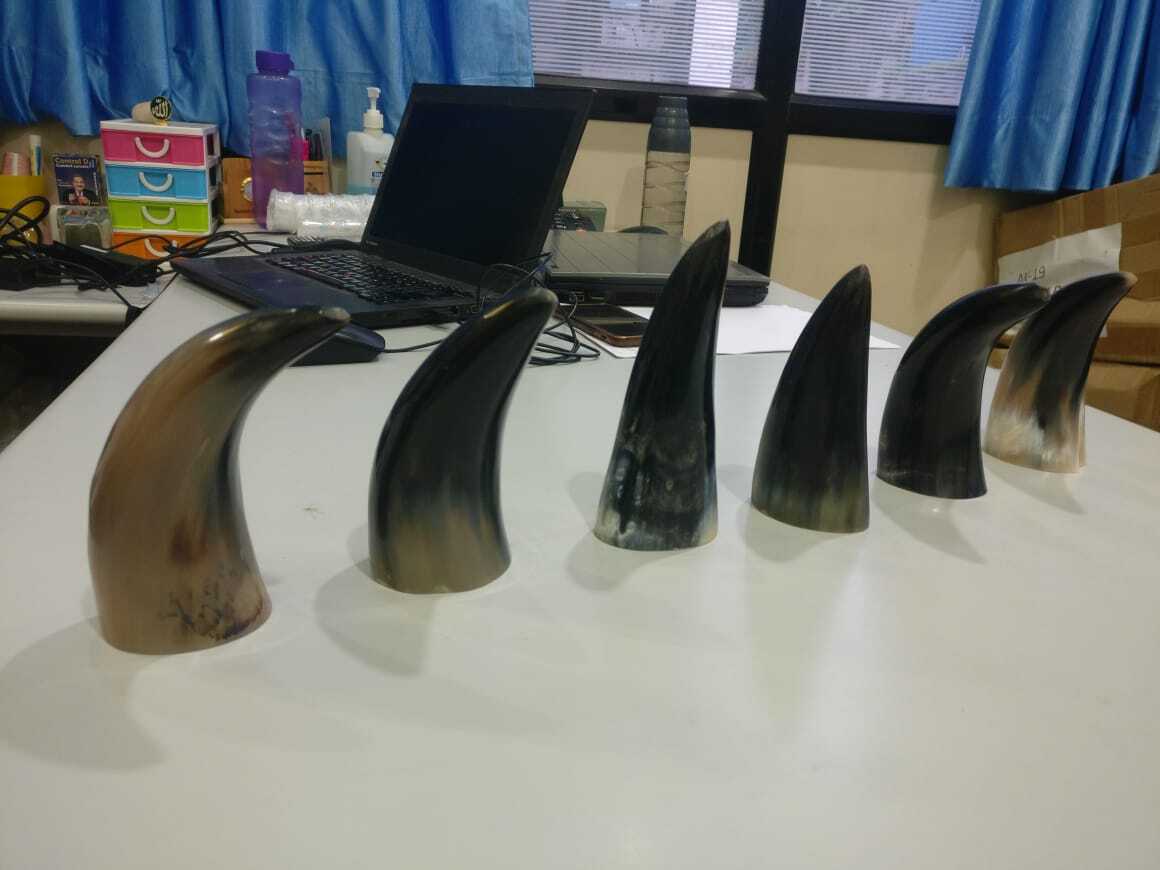 Horn Cups Age Group: Elders