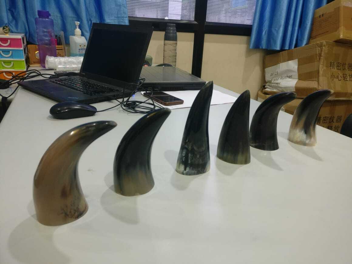 Horn Cups Age Group: Elders