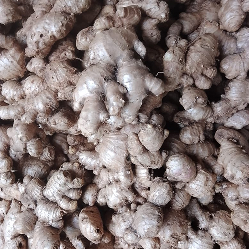 Fresh Ginger - Natural Shape | Premium Quality Root For Culinary And Medicinal Uses