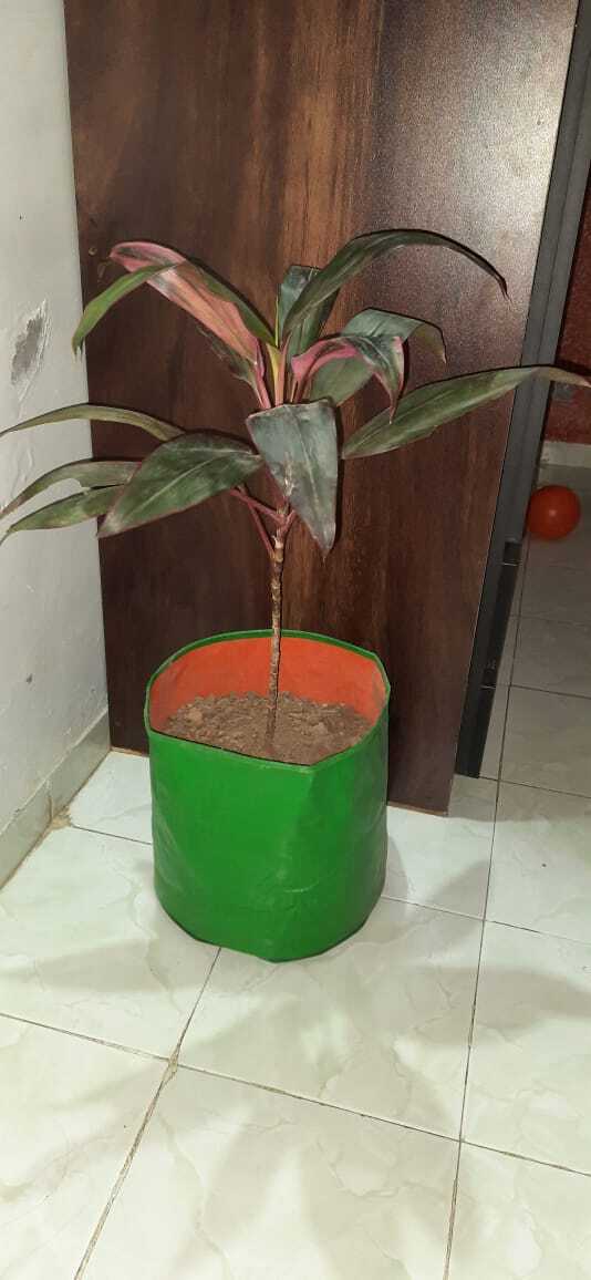 Hdpe Grow Bag - Features: Uv Stabilized