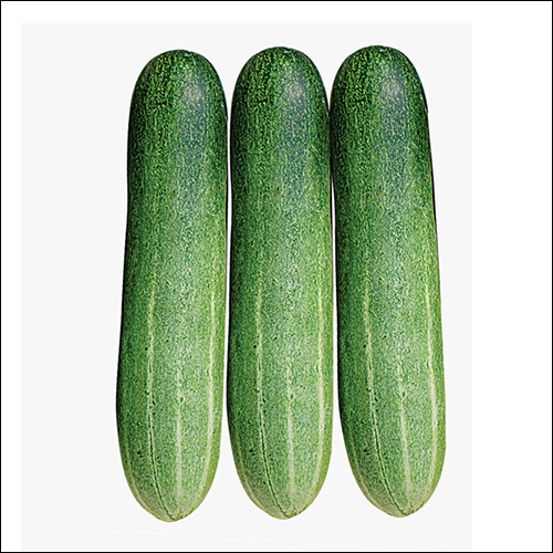 Straight Fresh Cucumber