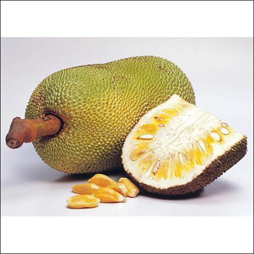 Oval Jack Fruit
