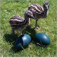 Emu अंडे