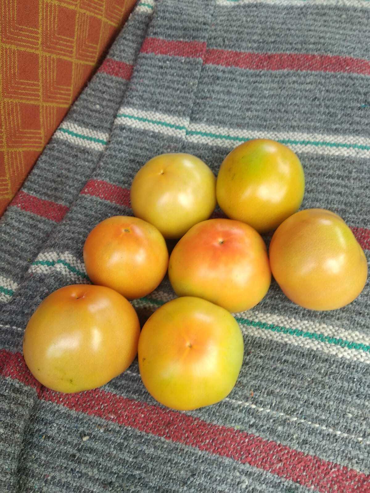 Fresh Tomatoes