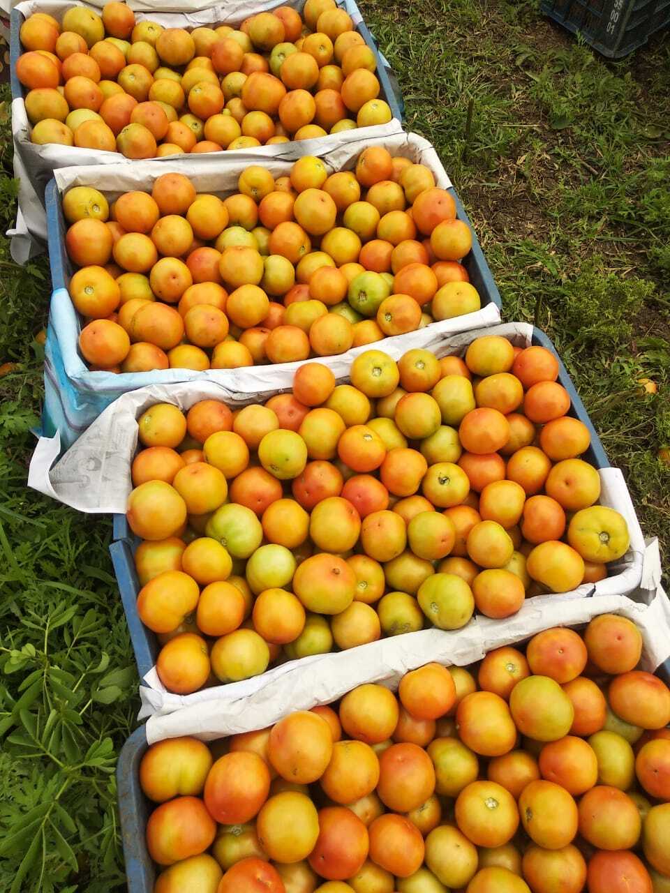 Fresh Tomatoes