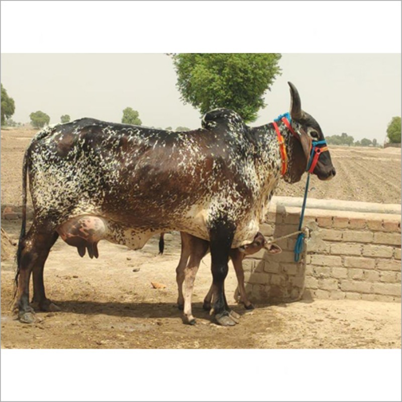 गाय की काली राथी