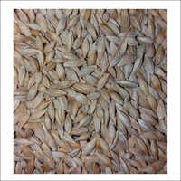 Barley Grains Healthy Food Animal Feed