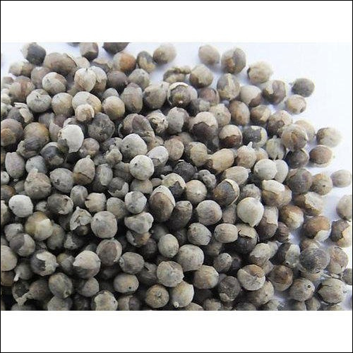 Nirgundi Seeds - Organic Herb Seeds | Gray Color, Other Variety, Premium Cultivation Type For Natural Gardening