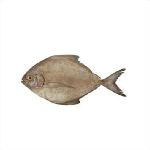 ब्लैक पॉम्फ्रेट फिश पैकेजिंग: बैरल