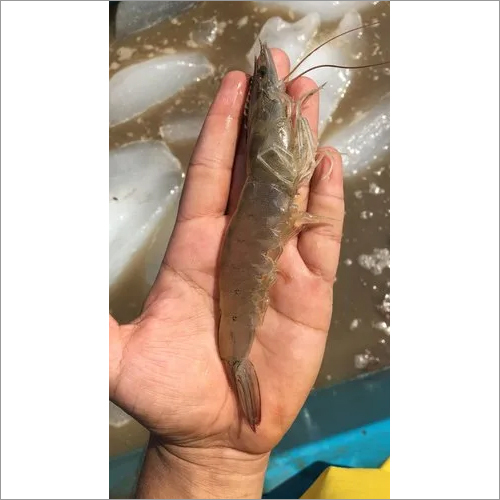Frozen Prawns - Water-Preserved, Fresh Style | Barrel Packaging, High Nutritional Value, Long Shelf Life