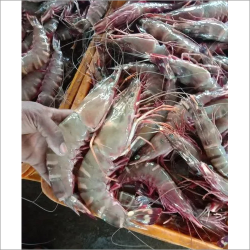 Tiger Prawns Packaging: Barrel