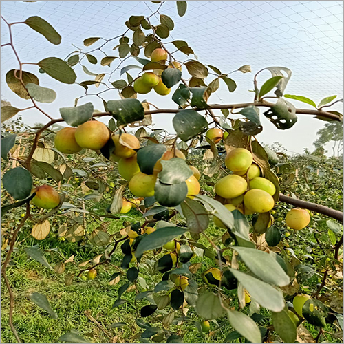 Nursery Ber Apple Plant - 10 ft Tall, Green Foliage | Fast Growth, Produces Twice a Year