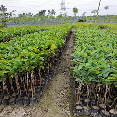 Green Nursery Guava Plant