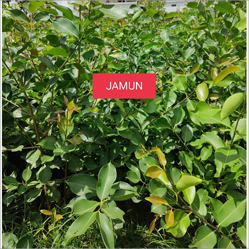 Jamun Plant - Green Color, Shelf Life Of 2-3 Years | Astringent Properties For Eye Health, Diabetes Management, And Heart Wellness