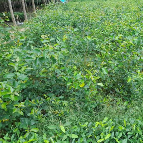 Jamun Plant - Green Color, Shelf Life Of 2-3 Years | Astringent Properties For Eye Health, Diabetes Management, And Heart Wellness