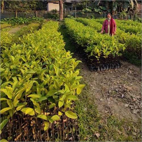 Green Jackfruit Plant