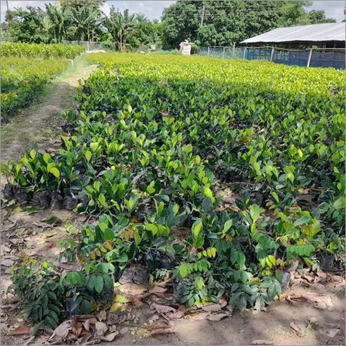 Green Jackfruit Plant
