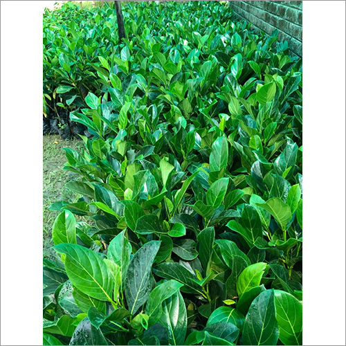 Green Jackfruit Plant
