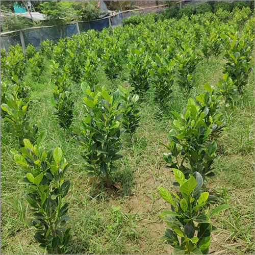 Green Jackfruit Plant