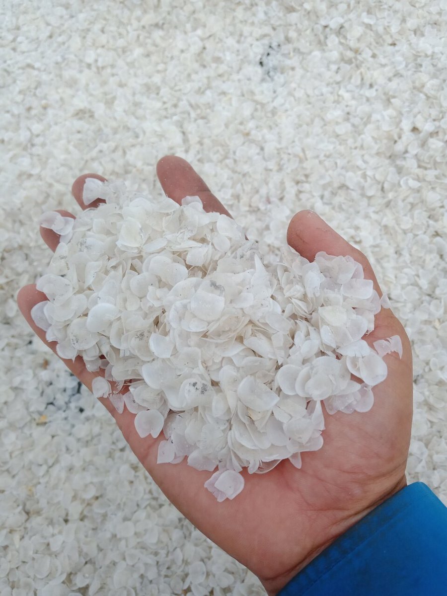 Collagen Dry Fish Scales