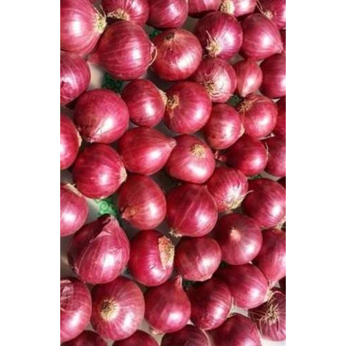 Round Red Onion