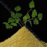 CORIANDER