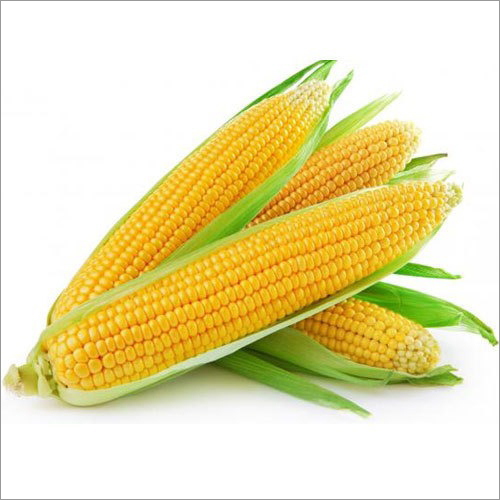 Sweet Corn Seeds - Hybrid, 1 oz Package Size | 90% Germination Rate, Yellow Color, 60-75 Days Maturity, High Fiber Superfood