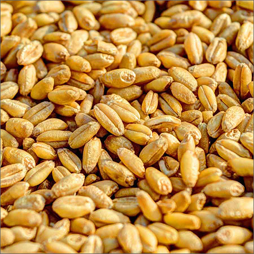 Natural Wheat Seed - High Purity, Common Cultivation, Nil Moisture | Edible, Hybrid, Ideal for Flour Production in Various Packaging Options