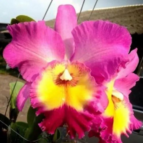 कैटलिया सीडिंग का आकार