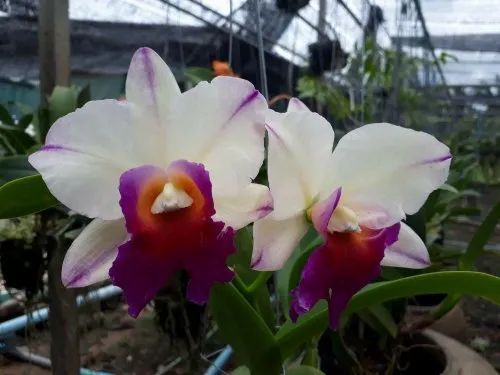 मध्यम आकार का कैटलिया