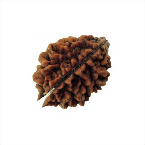 Two Mukhi Rudraksha 16.50 Carat Gender: Male