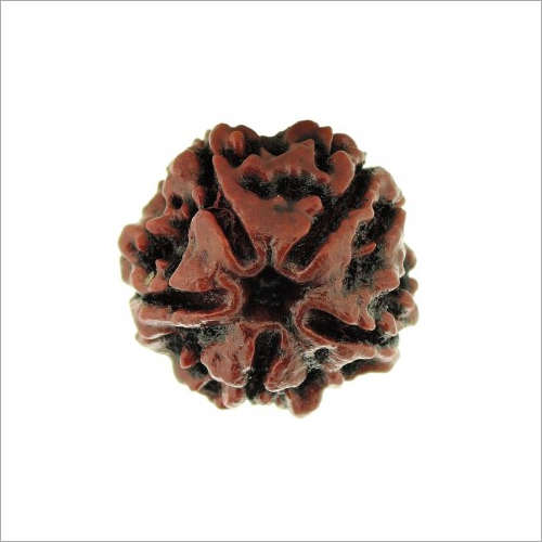 Five Mukhi Rudraksha 15.50 Carat - Round Shape, Rudraksha Material | Traditional Mala Jewelry Crafted for Spiritual Significance