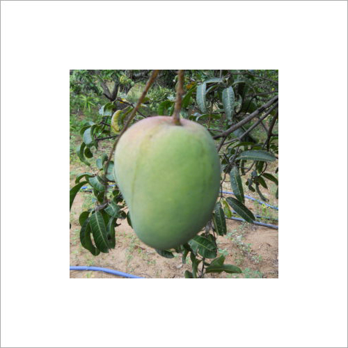  ग्रीन ऑर्गेनिक हिमायत मैंगो