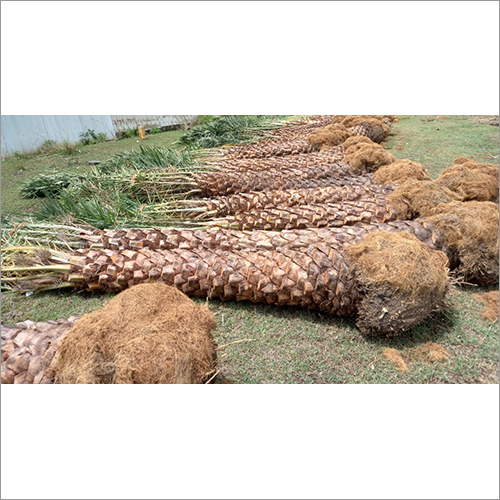 Green Fresh Date Palm Tree Plant