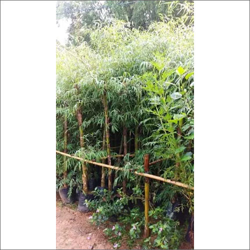 T Oliveri Bamboo Plants Size: Different Available