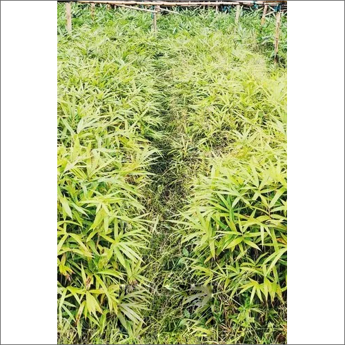Bambusa Tulda Plant - Versatile Bamboo Species For Timber, Basketry, Mats | Leaves, Various Sizes, Strong Multipurpose Material