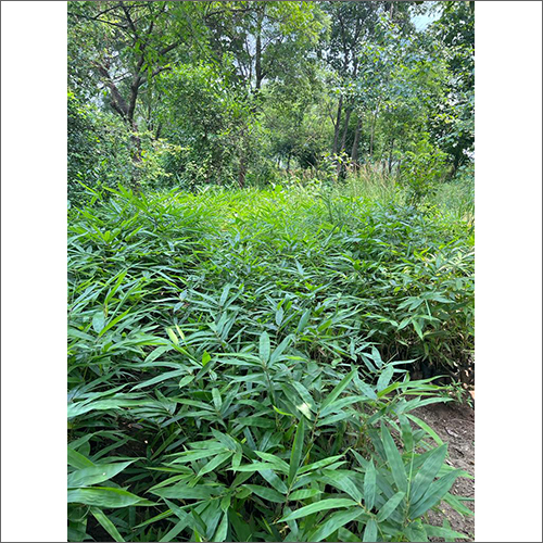 Bambusa Tulda Plant - Versatile Bamboo Species For Timber, Basketry, Mats | Leaves, Various Sizes, Strong Multipurpose Material