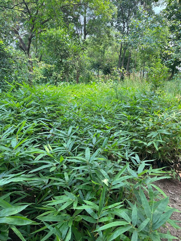 Bambusa Tulda Plant - Versatile Bamboo Species For Timber, Basketry, Mats | Leaves, Various Sizes, Strong Multipurpose Material