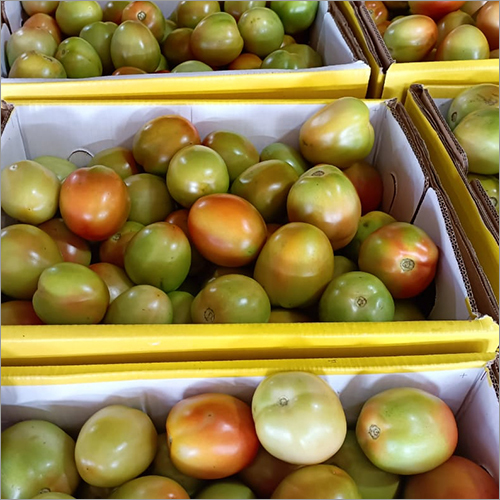Fresh Tomato - Raw, Moisture: Nil | Directly Sourced From Farmers, Juicy Taste, Nutritionally Rich For Various Dishes And Sauces