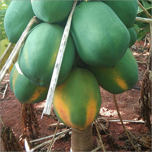 Common Raw Papaya