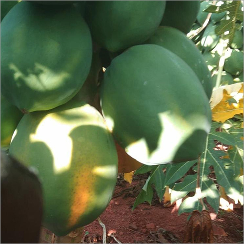 Common Fresh Papaya