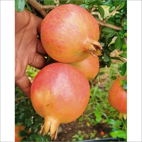 Red Natural Pomegranate