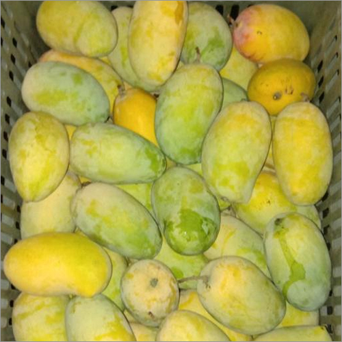 Common Fresh Mango