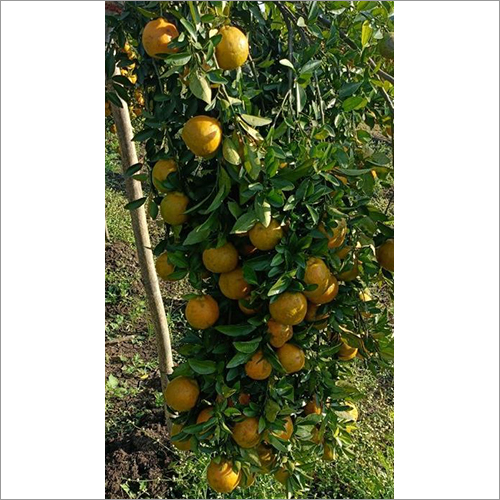 Fresh Orange - 200kg, Whole Non-Glutinous Sweet Fruit, A Grade, Natural Shape, Yellow Color, 150-200mm Size, Maturity 140 Days, IQF Processed, 60 Days Shelf Life