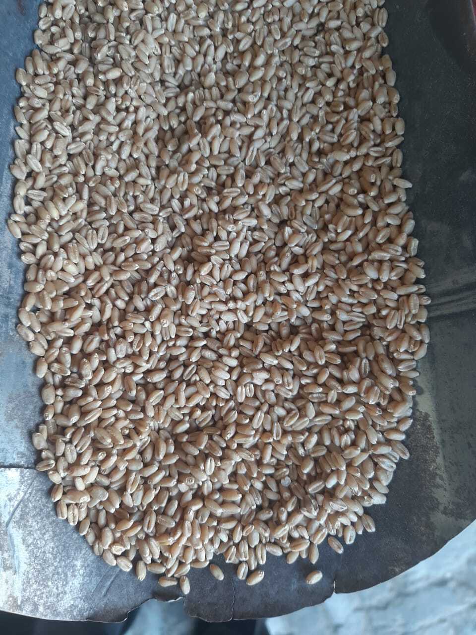 Wheat Seeds - 2 Bags Dap, 4 Bags Uriya Dbw 303 Wh 1270, 35 Qtl Yield Per Acre