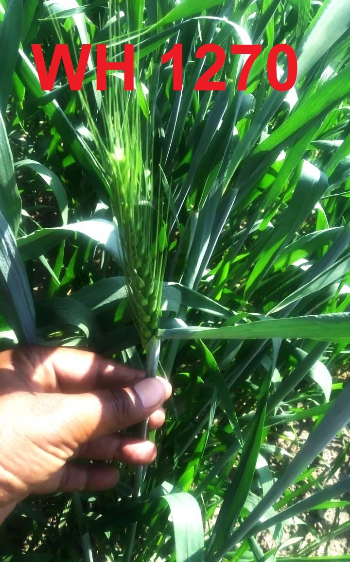 Wheat Seeds - 2 Bags Dap, 4 Bags Uriya Dbw 303 Wh 1270, 35 Qtl Yield Per Acre