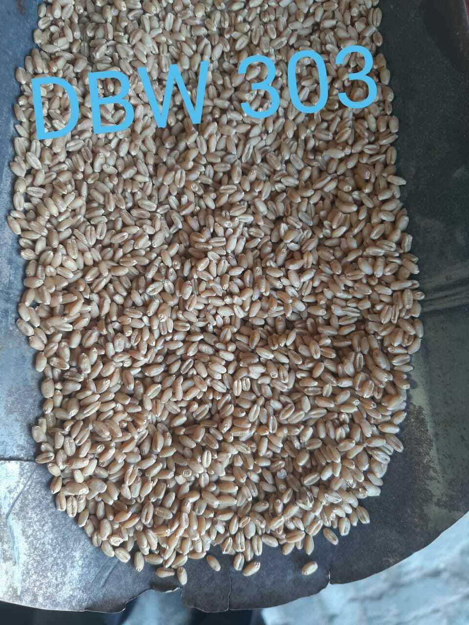 Wheat Seeds - 2 Bags Dap, 4 Bags Uriya Dbw 303 Wh 1270, 35 Qtl Yield Per Acre