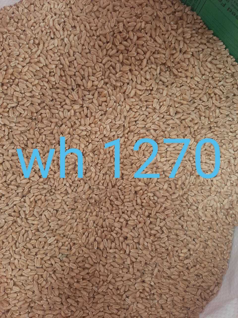 Wheat Seeds - 2 Bags Dap, 4 Bags Uriya Dbw 303 Wh 1270, 35 Qtl Yield Per Acre